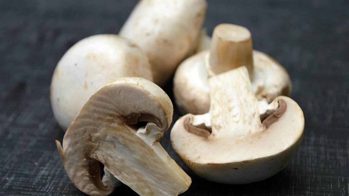 मशरूम खाने के फायदे