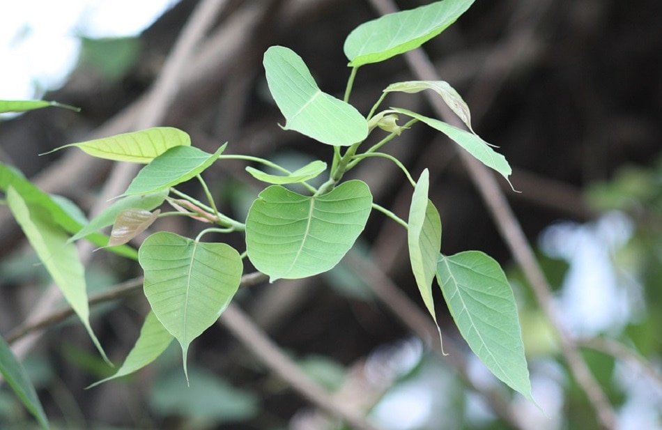 पीपल की पूजा