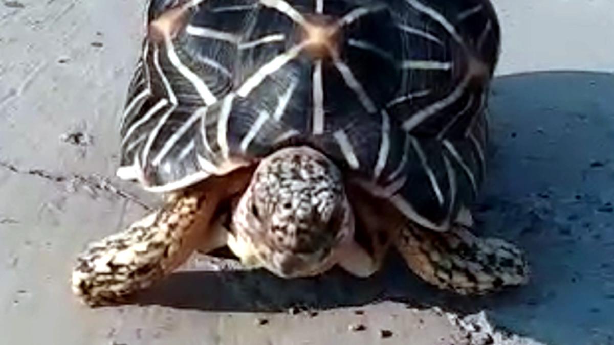 इंड‍ियन स्‍टार कछुुुुआ. 