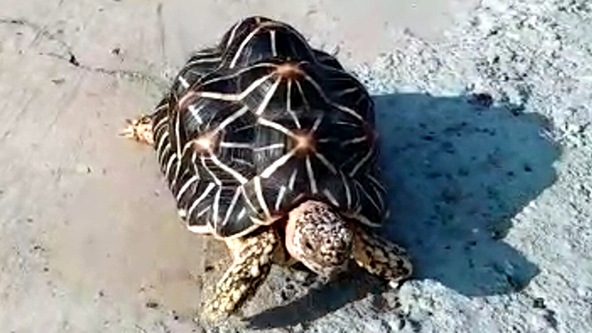 मछली पकड़ते कपल को दिखा दुर्लभ कछुआ, जादू-टोना और नशीली दवाओं के लिए होती है तस्‍करी 