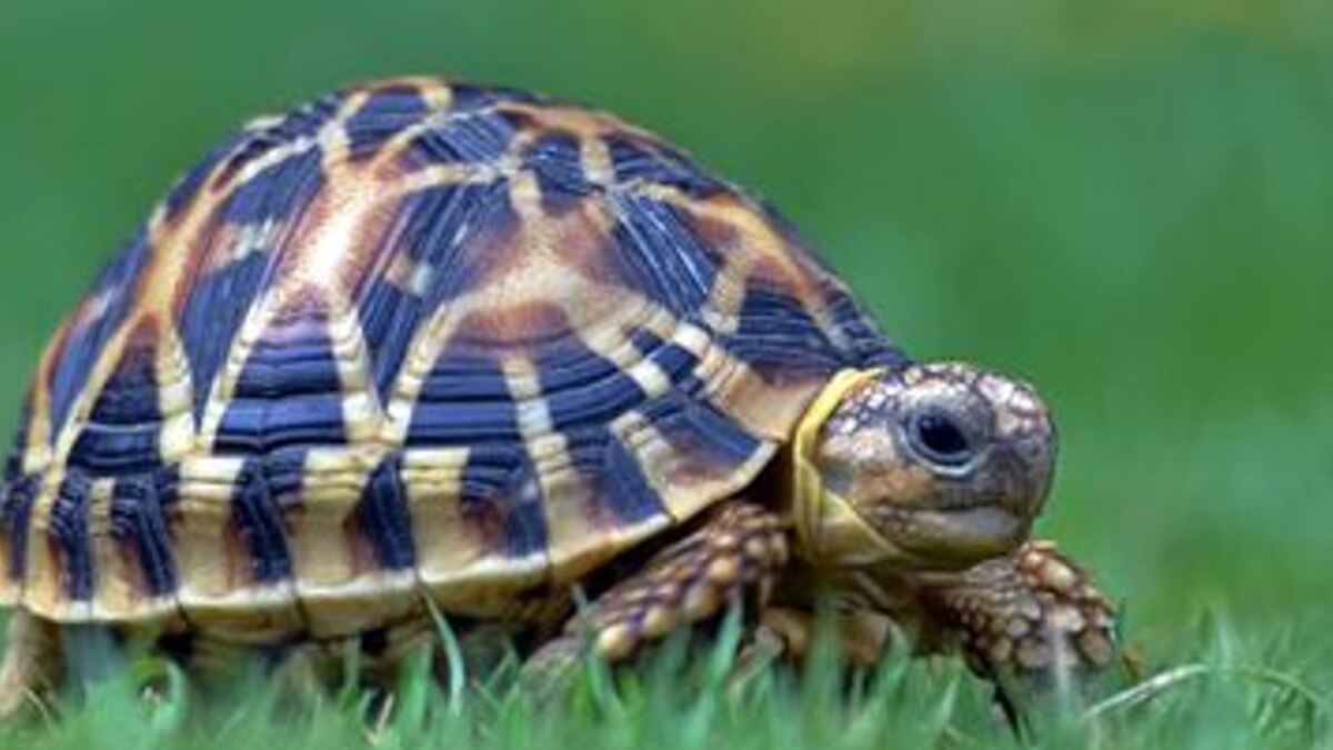 मछली पकड़ते कपल को दिखा दुर्लभ कछुआ, जादू-टोना और नशीली दवाओं के लिए होती है तस्‍करी 