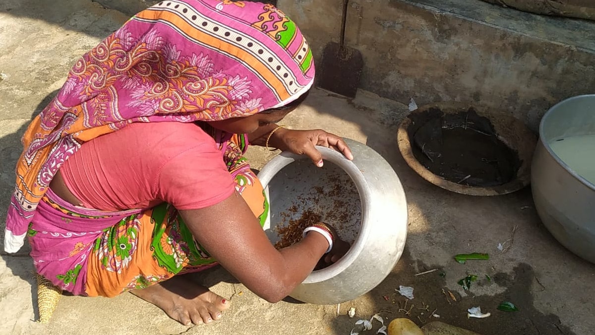 यहां लाल चींटी को पीसकर खाते हैं लोग, ठंड से बचाव और भूख बढ़ाने के लिए करते हैं इस्‍तेमाल 