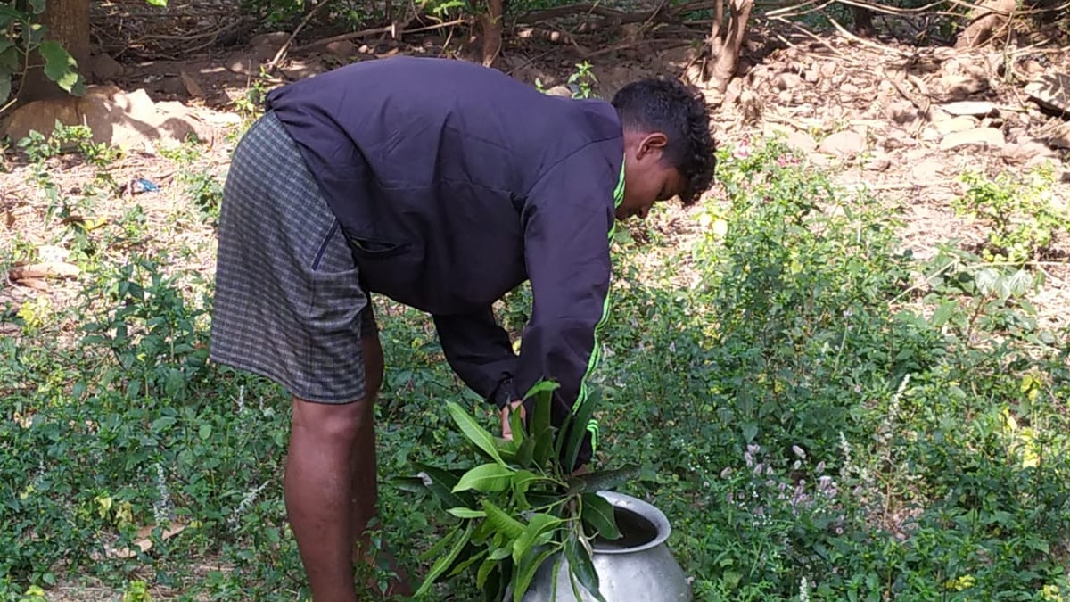 यहां लाल चींटी को पीसकर खाते हैं लोग, ठंड से बचाव और भूख बढ़ाने के लिए करते हैं इस्‍तेमाल 