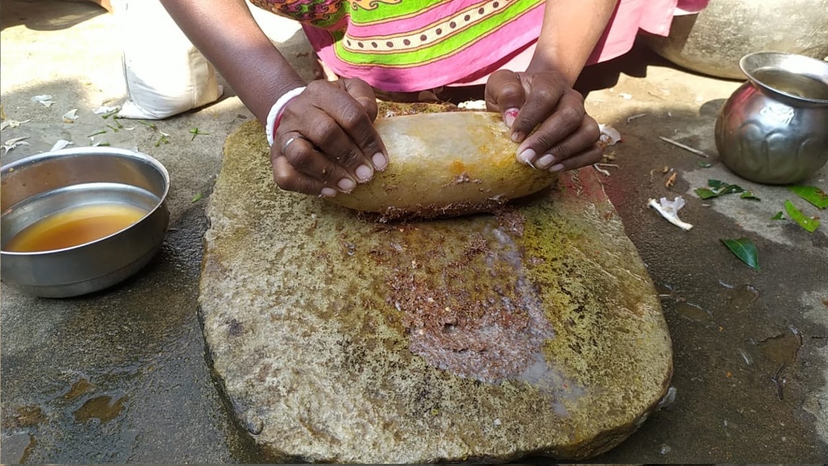 यहां लाल चींटी को पीसकर खाते हैं लोग, ठंड से बचाव और भूख बढ़ाने के लिए करते हैं इस्‍तेमाल 