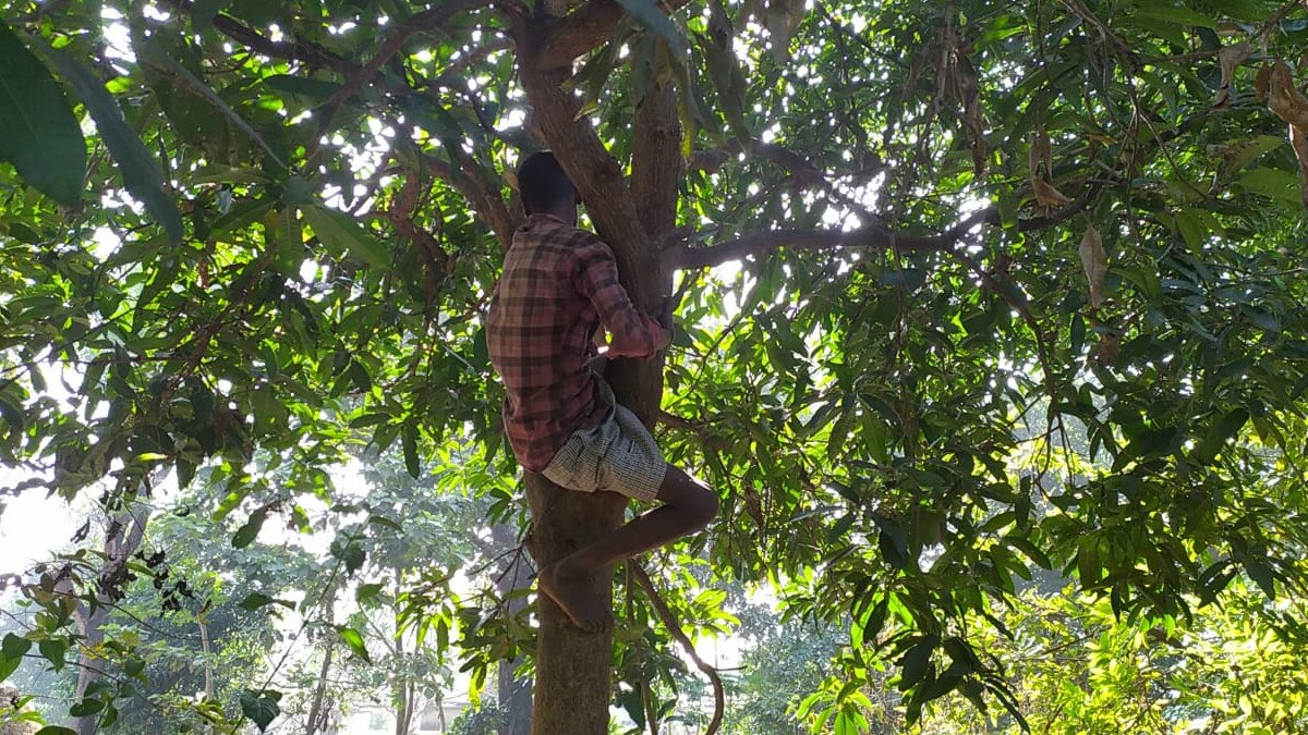 यहां लाल चींटी को पीसकर खाते हैं लोग, ठंड से बचाव और भूख बढ़ाने के लिए करते हैं इस्‍तेमाल 