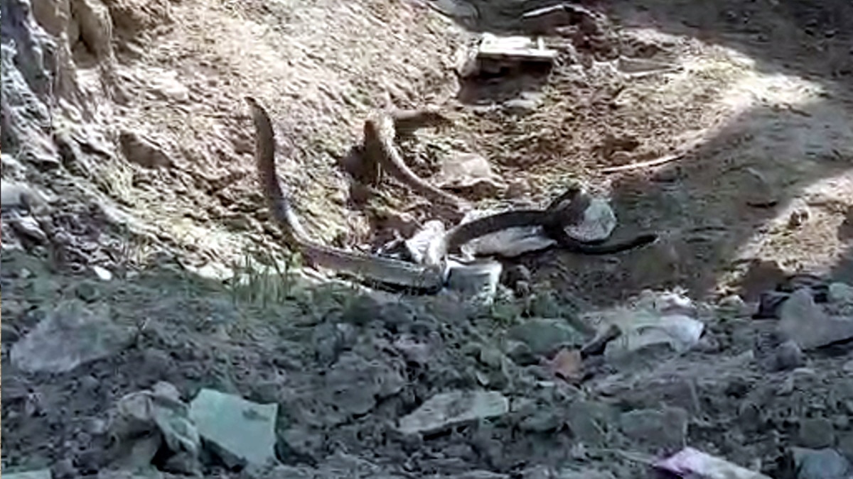 8 फीट लंबे सांप से भिड़ गया नेवला, सोशल मीडिया पर वीडियो वायरल 