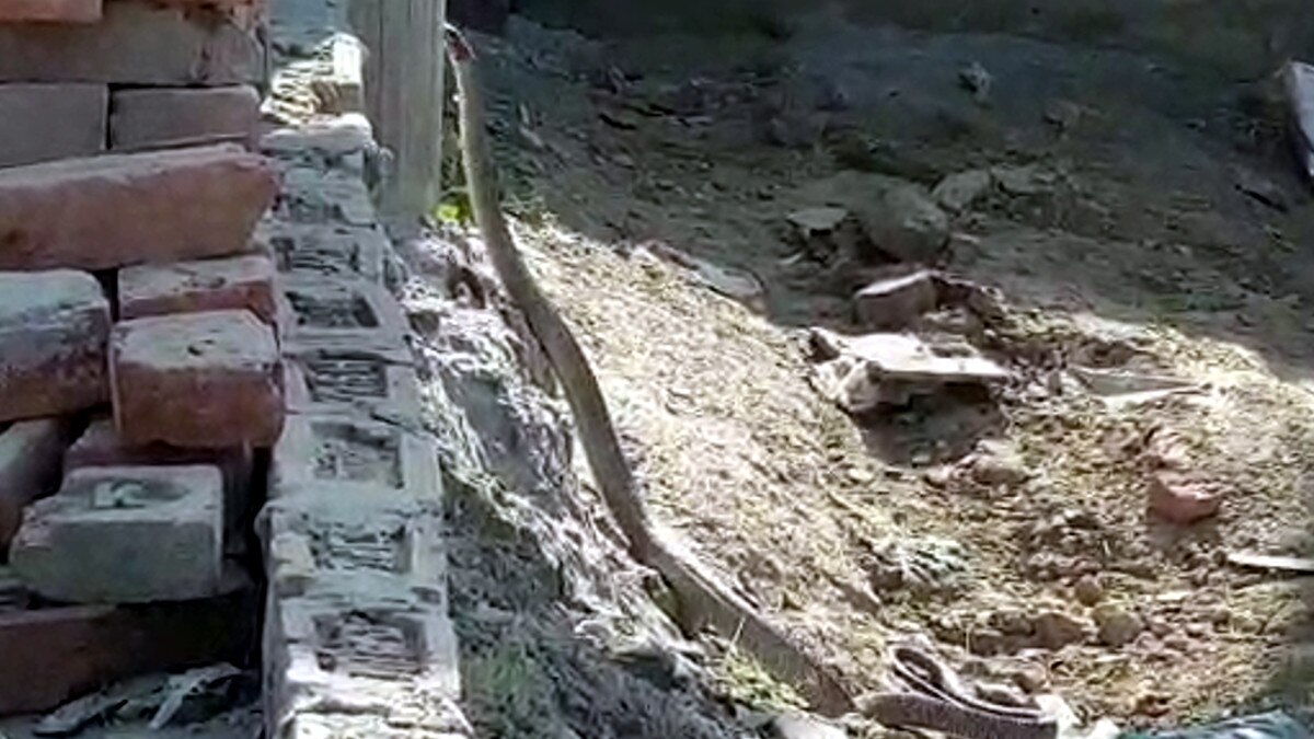 8 फीट लंबे सांप से भिड़ गया नेवला, सोशल मीडिया पर वीडियो वायरल 