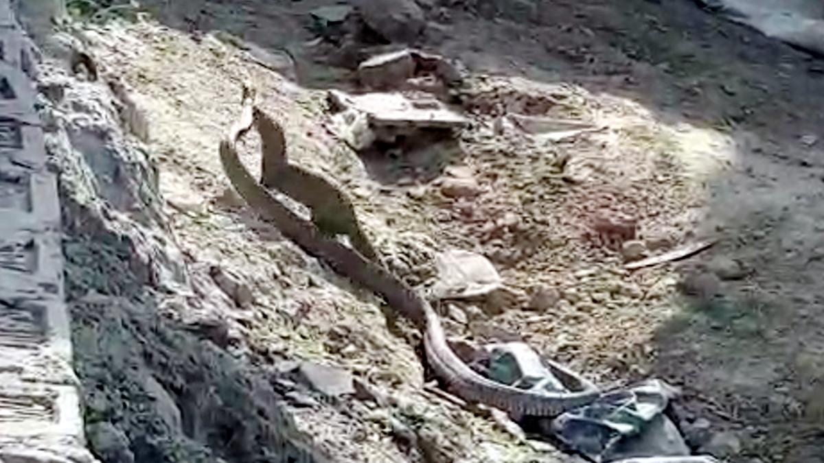 सांप और नेवले की लड़ाई (वीड‍ियो ग्रैैब)