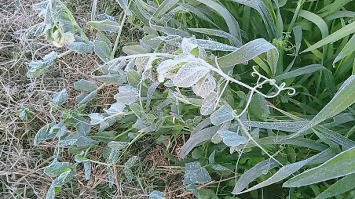 फसलों पर जमी बर्फ की परत (फोटो आजतक)