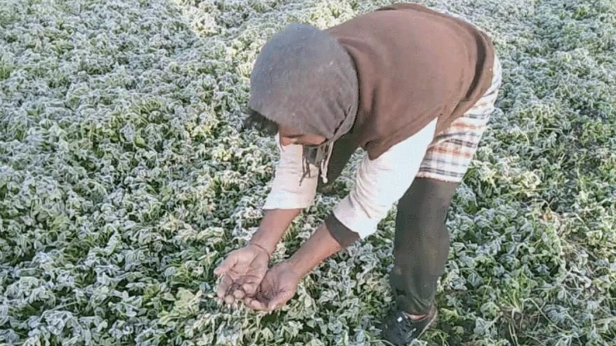 फसलों पर जमी बर्फ की परत (फोटो आजतक)