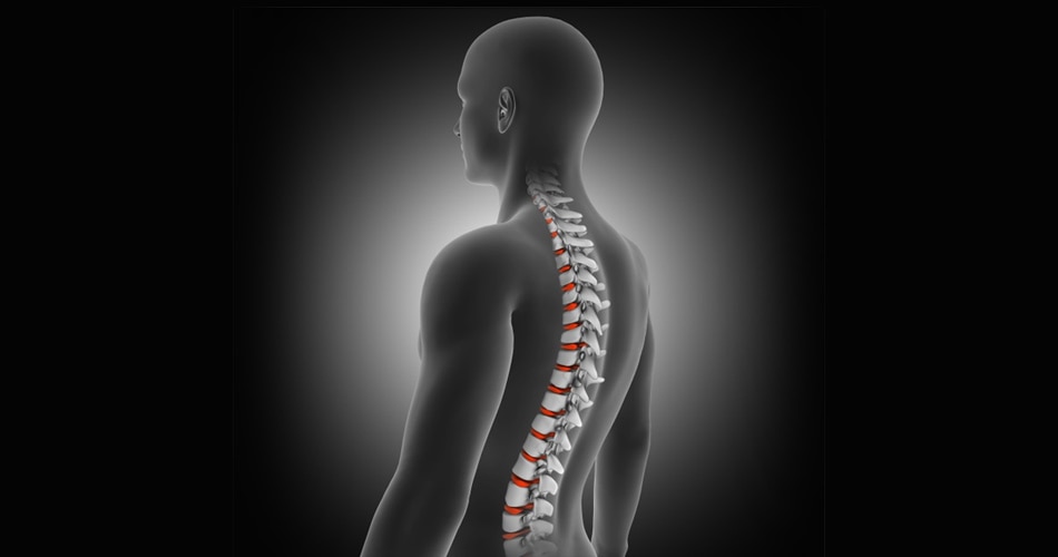 spine spine