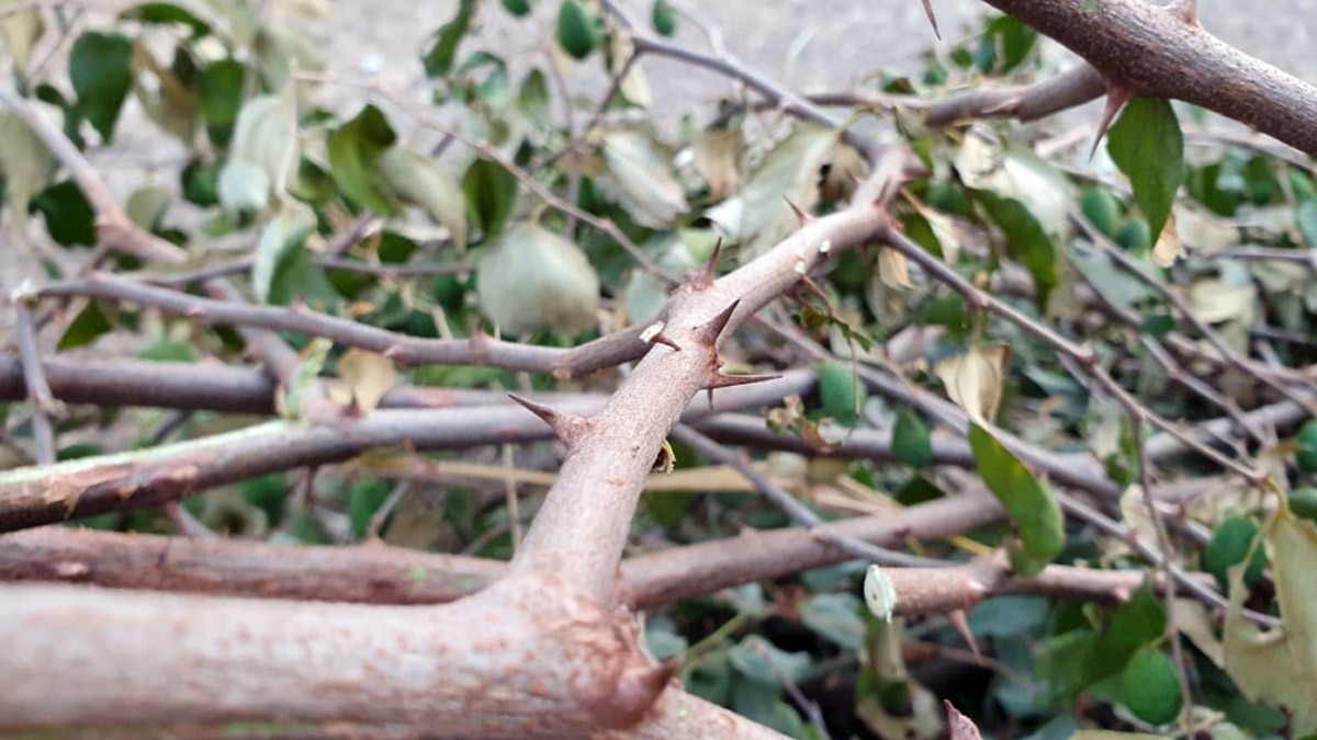 कांटों की सेज पर लेटते हैं रज्जड़ समाज के लोग (फोटो आजतक)