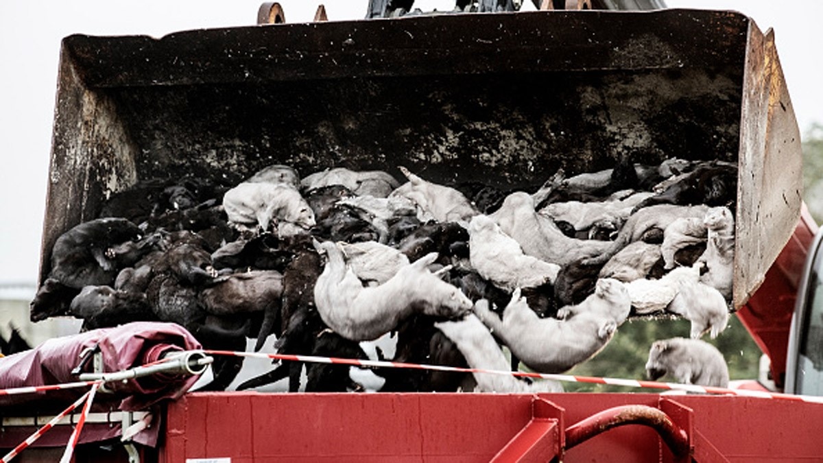 ऊदबिलावों के शवों को कब्र से निकालकर भट्ठियों में जलाकर दफनाया जाएगा