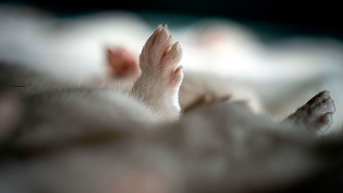 ऊदबिलावों के शवों को कब्र से निकालकर भट्ठियों में जलाकर दफनाया जाएगा