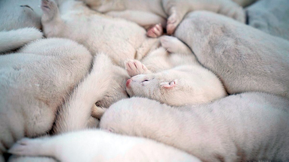 ऊदबिलावों के शवों को कब्र से निकालकर भट्ठियों में जलाकर दफनाया जाएगा