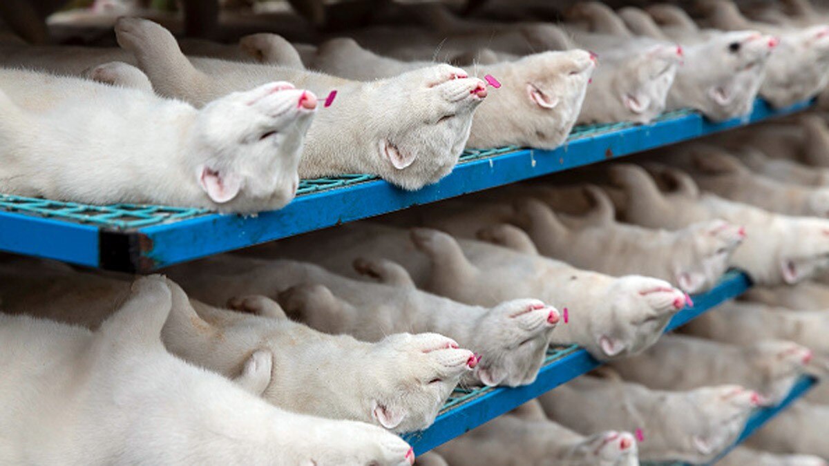 ऊदबिलावों के शवों को कब्र से निकालकर भट्ठियों में जलाकर दफनाया जाएगा