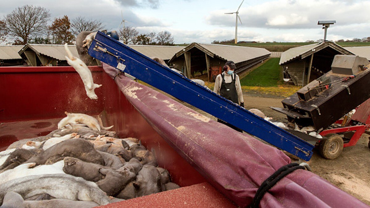 ऊदबिलावों के शवों को कब्र से निकालकर भट्ठियों में जलाकर दफनाया जाएगा