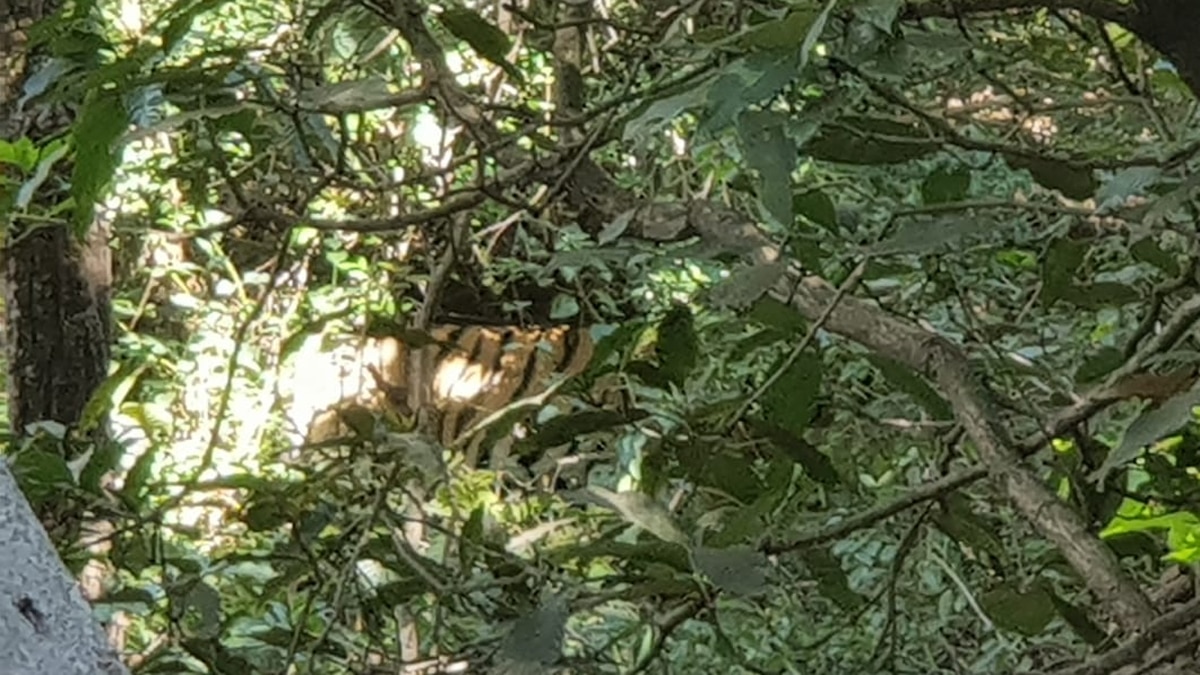 बी फॉल पर सैलानियों का प्रवेश बन्द कर दिया गया है. बी फॉल पर सैलानियों का प्रवेश बन्द कर दिया गया है.