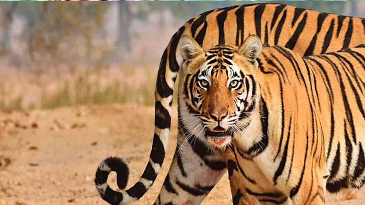 सैलानी कूदकर अपनी गाड़ियों में छुपे. सैलानी कूदकर अपनी गाड़ियों में छुपे.