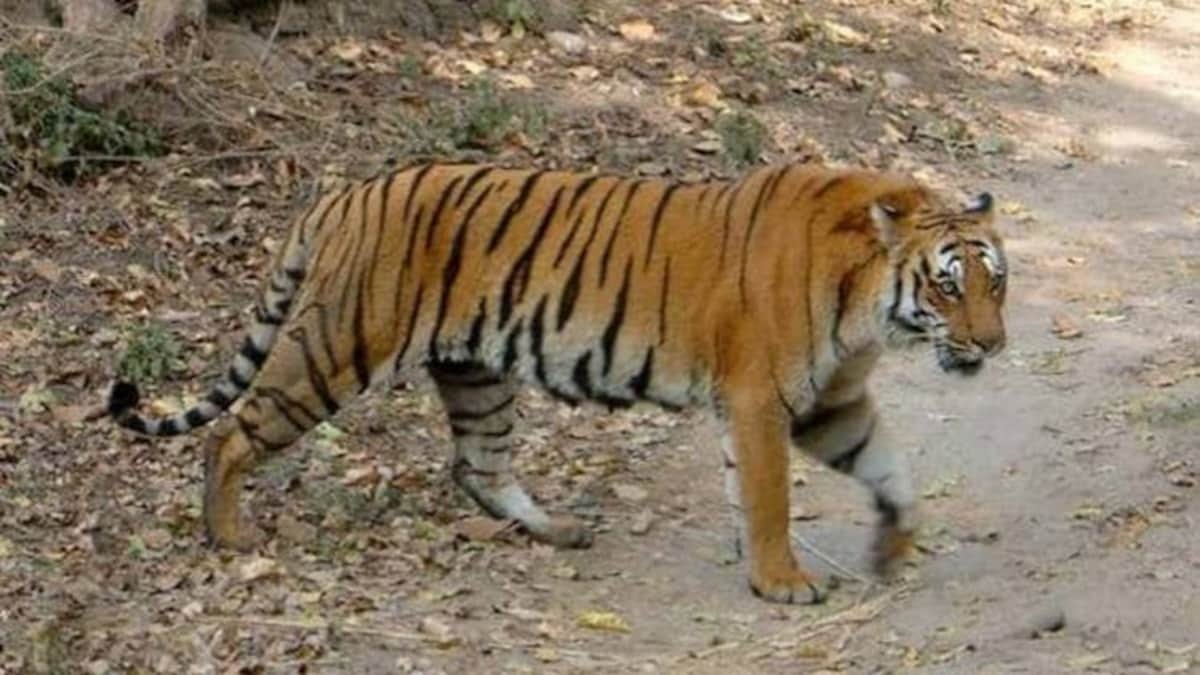 हिल स्टेशन पचमढ़ी के बी फॉल की पार्किंग में आया टाइगर. हिल स्टेशन पचमढ़ी के बी फॉल की पार्किंग में आया टाइगर.