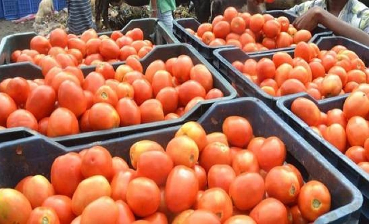 टमाटर में पार्किंसंस रोग का इलाज