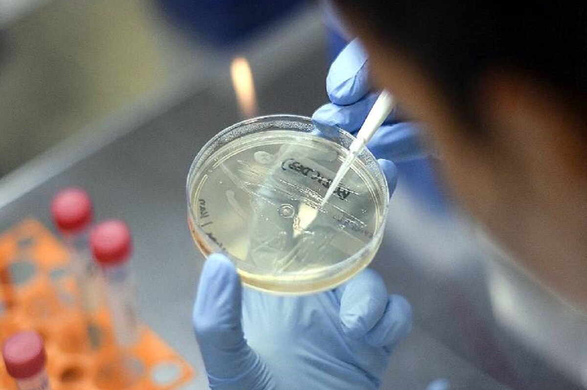 टमाटर में पार्किंसंस रोग का इलाज