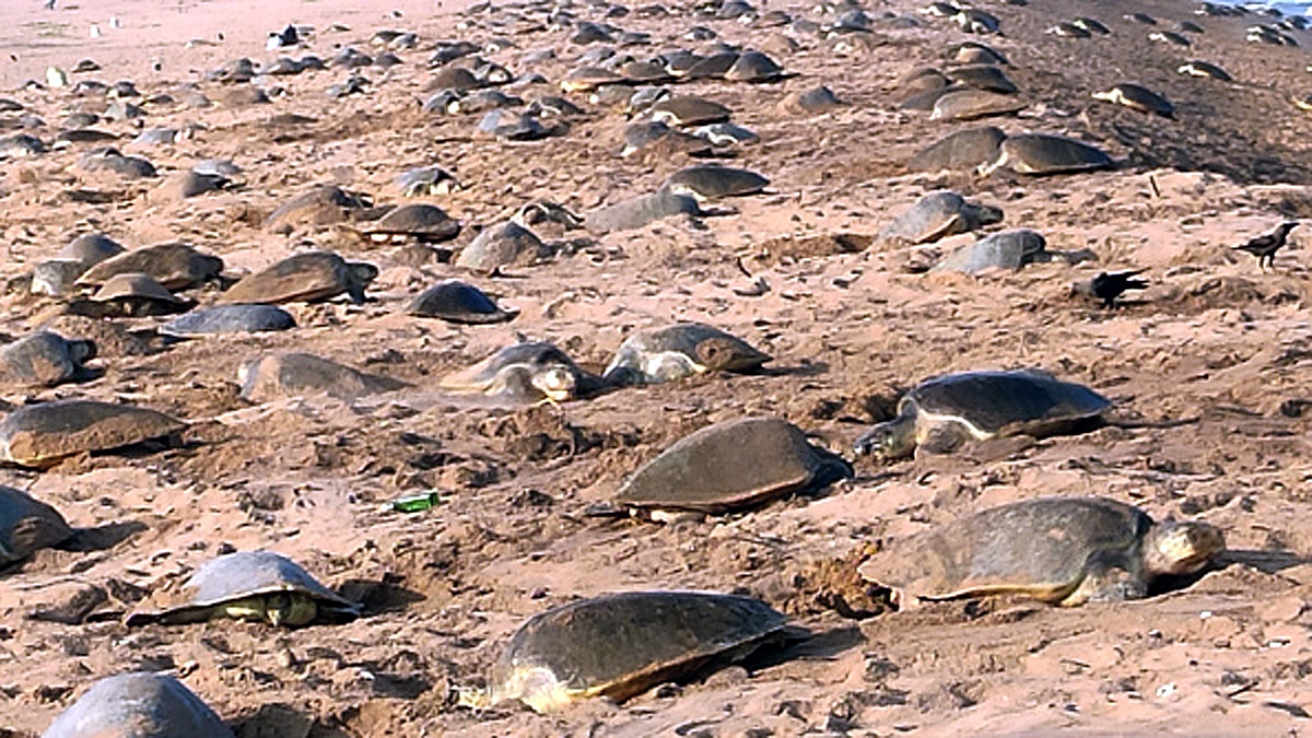 Turtle Tsunami in Brazil Purus River