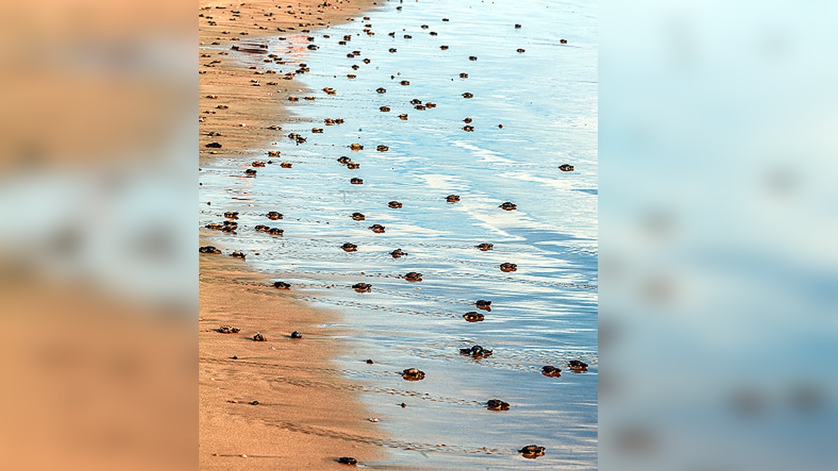 Turtle Tsunami in Brazil Purus River