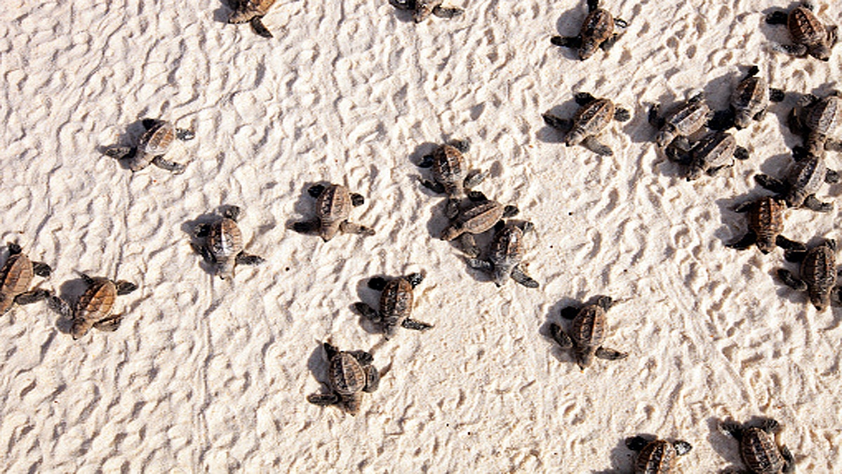Turtle Tsunami in Brazil Purus River
