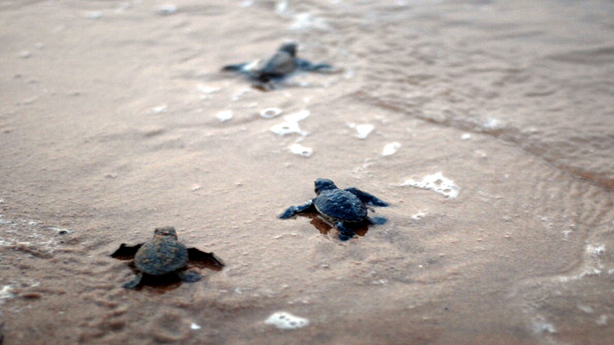 Turtle Tsunami in Brazil Purus River