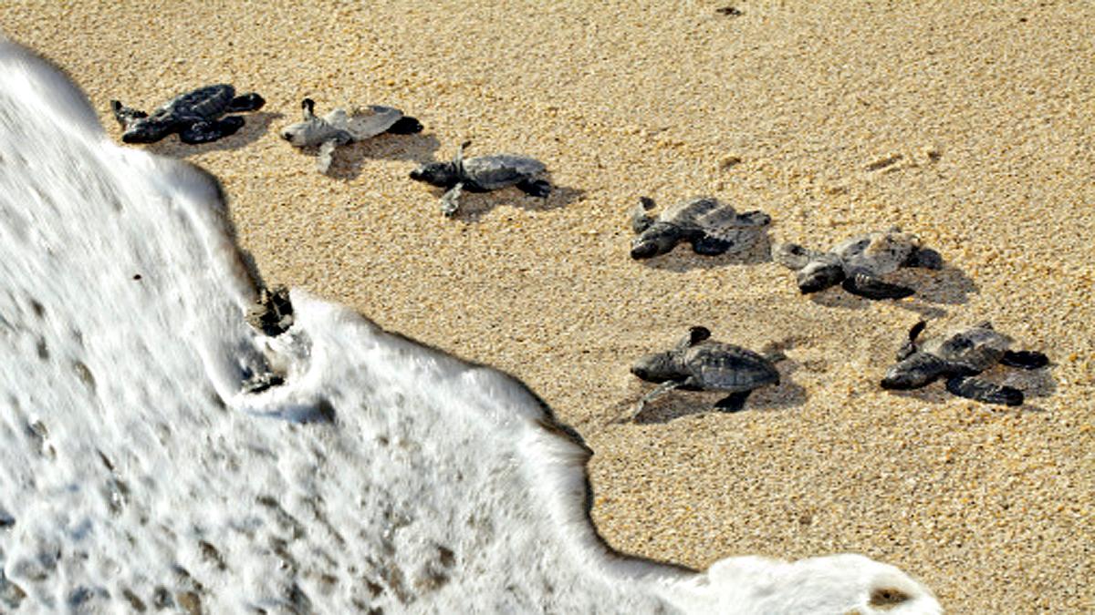 Turtle Tsunami in Brazil Purus River
