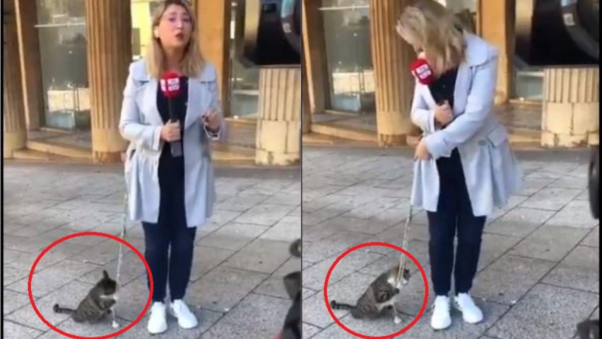 पत्रकार के पीछे पड़ी बिल्ली