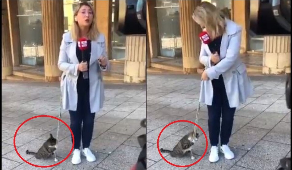 पत्रकार के पीछे पड़ी बिल्ली