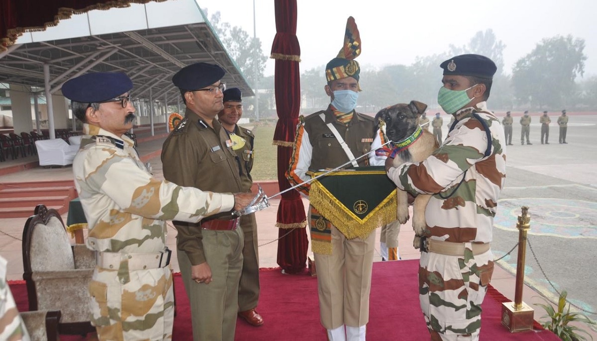 मैलिनोईस श्वानों की मांग