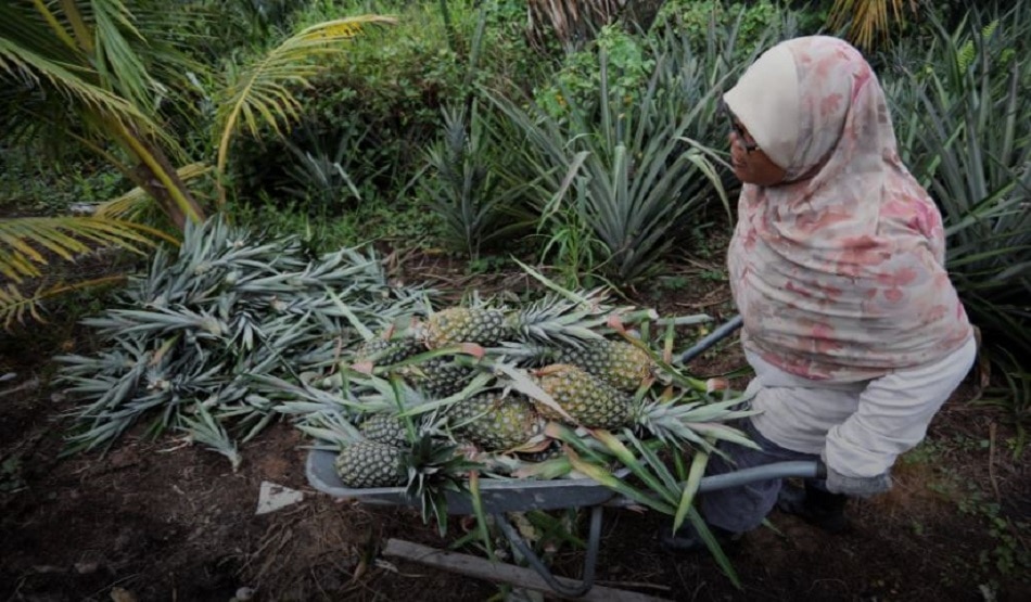 अनानास के पत्तों से बना दिया ड्रोन