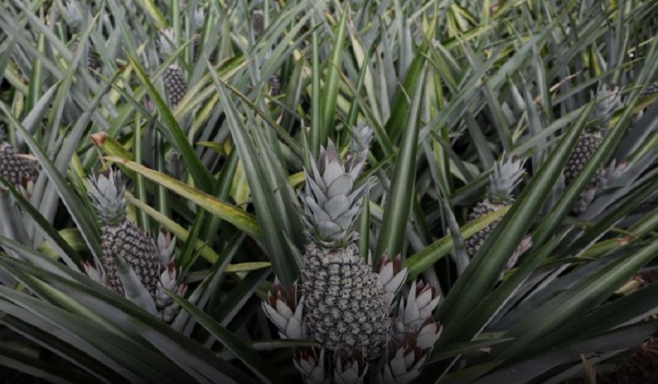 अनानास के पत्तों से बना दिया ड्रोन