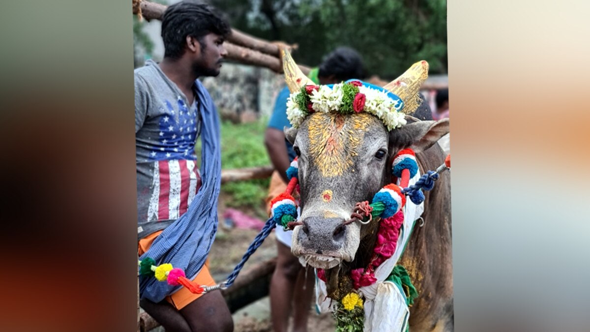 जलीकट्टू के लिए ऐसे सज-धज के तैयार हुए सांड, सींगों में पहनाई गई फूलों की माला 