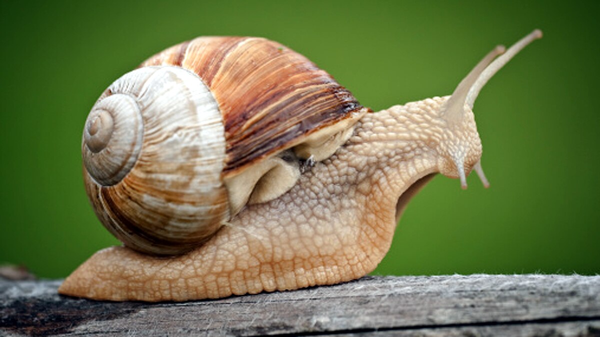 Naked Fugitive found in Crocodile waters