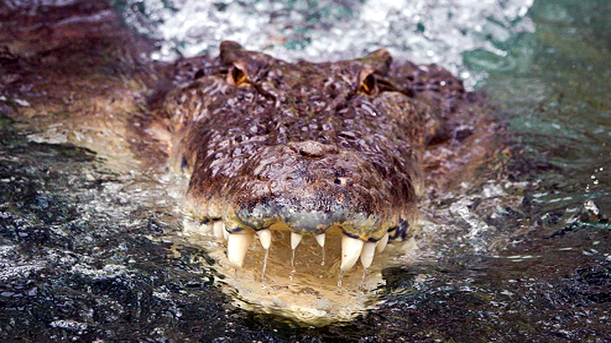 Naked Fugitive found in Crocodile waters
