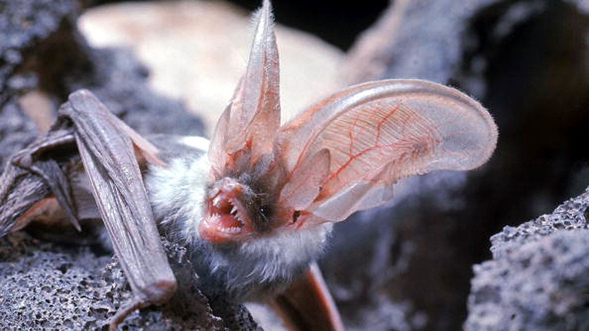 New Bat Species found in West Africa