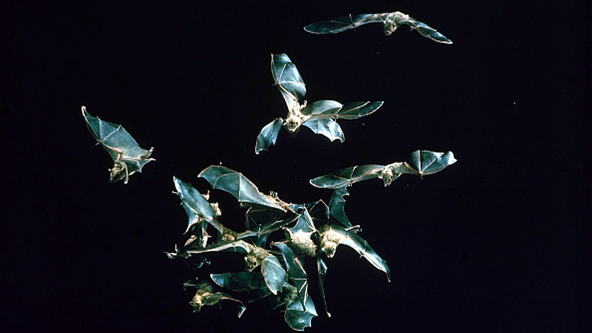 New Bat Species found in West Africa