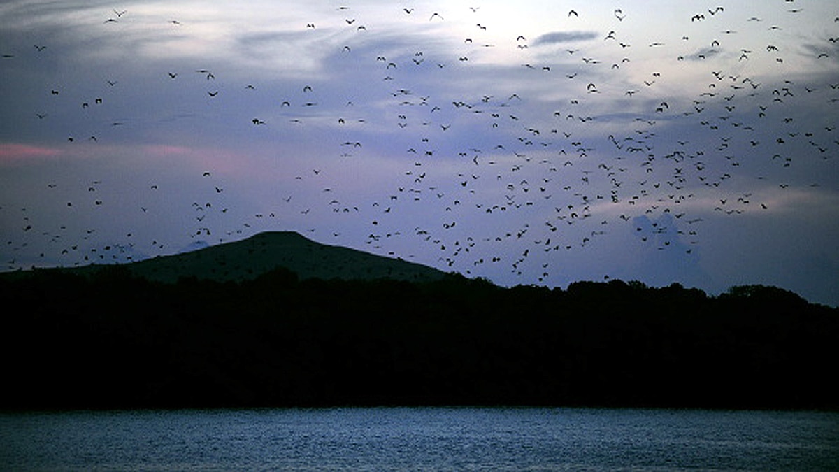 New Bat Species found in West Africa