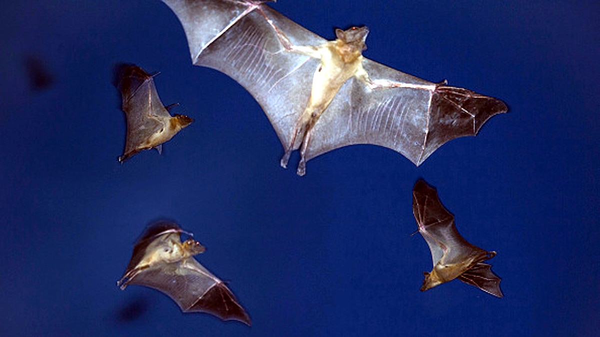 New Bat Species found in West Africa