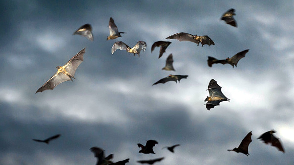 New Bat Species found in West Africa