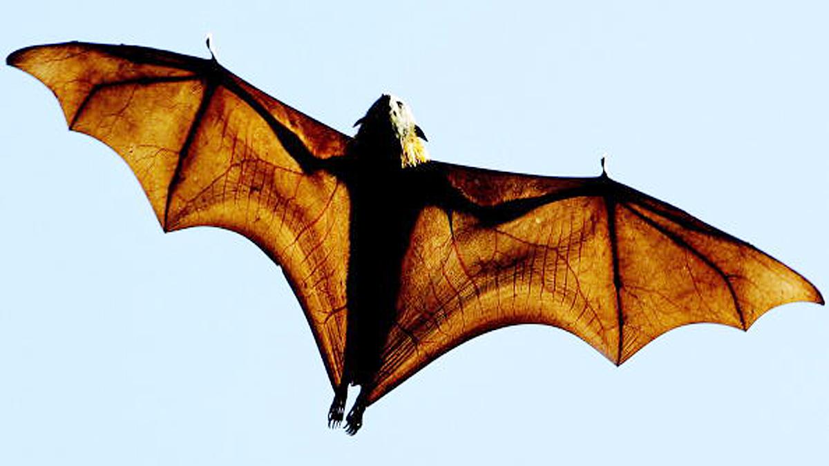 New Bat Species found in West Africa