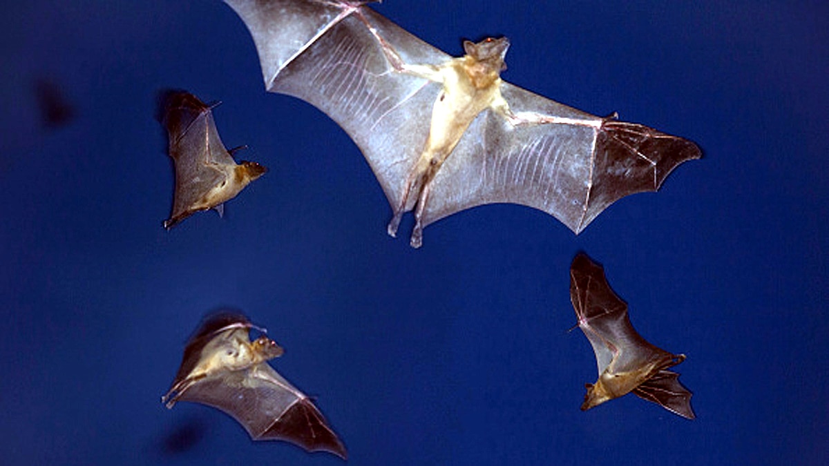 10 Biggest Animal Migrations