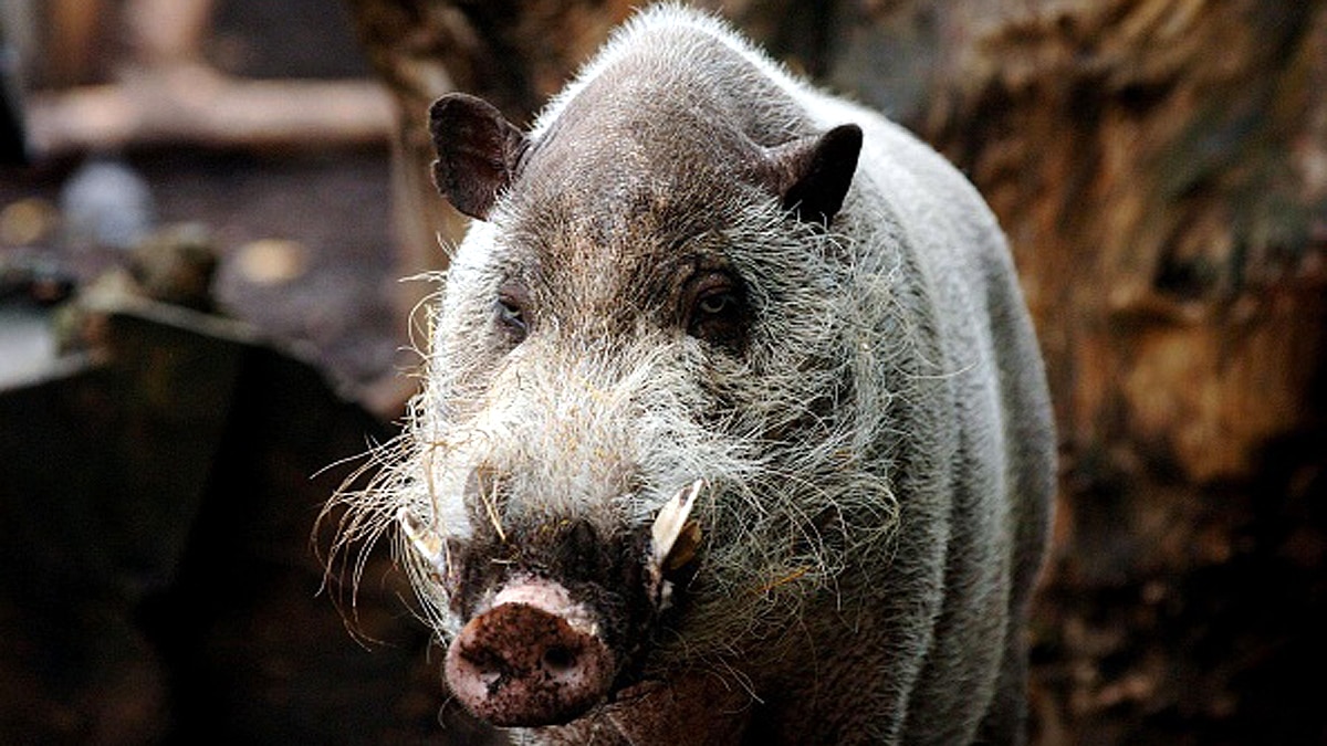 10 Biggest Animal Migrations