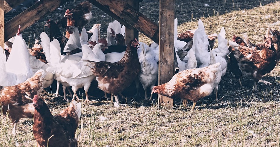 क्यों होता है बर्ड फ्लू