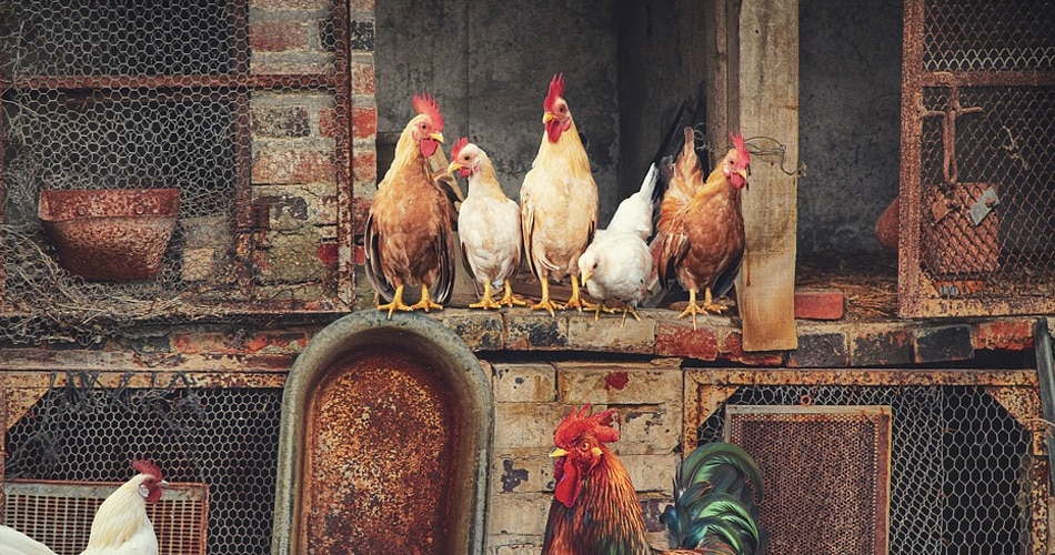 मुर्गियों में आसानी से फैलता है
