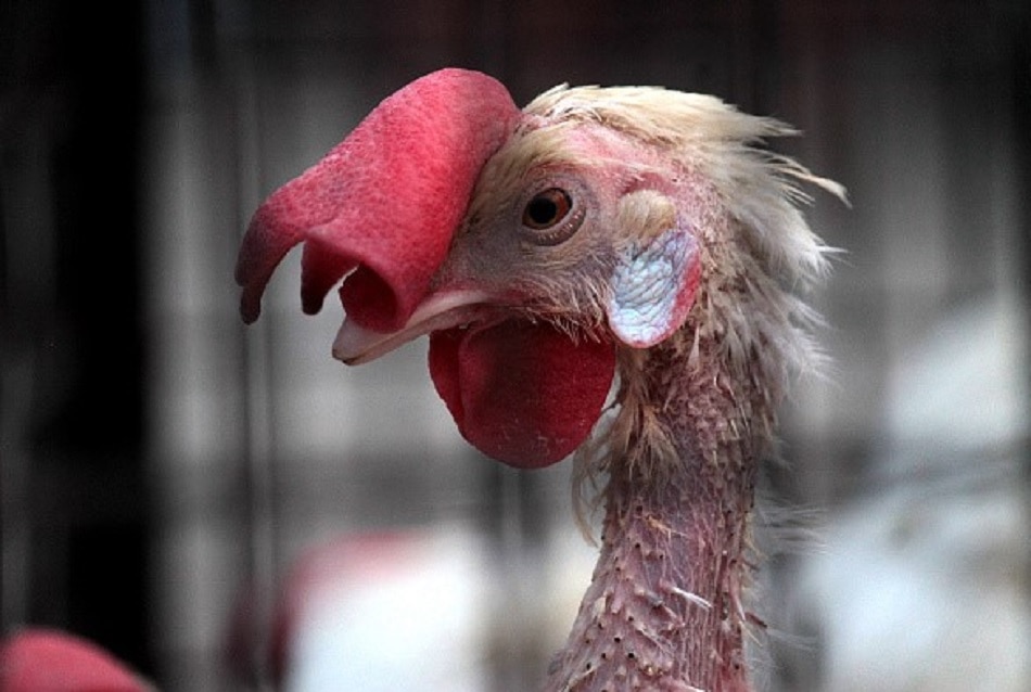 कैसा चिकन खरीदें